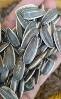 خرید تخمه آفتابگردان