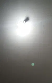 تغم غازنطفه دار