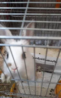 بچه خرگوش