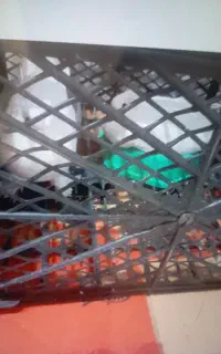 کبوتر راعبی