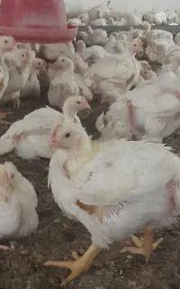 احتیاج به نیرو برای شستشو مرغداری