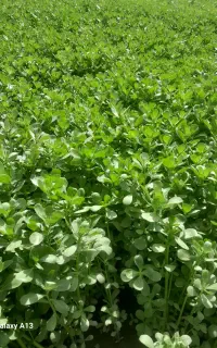 سبزی تازه