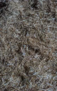 کاه کاملینا ( دانه روغنی )