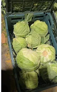 کلم پیچ درجه یک
