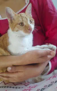 واگذاری