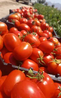 فروش گوجه تناژ بالا