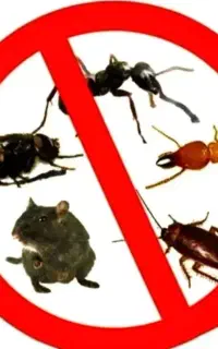 سمپاشی  تمام حشرات موذی در یک مرحله بدون بازگشت.