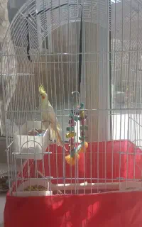 عروس هلندی