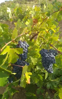 انگور سیاه دیمی
