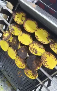 سیب زمینی تنوری ۴۰هزارتنوری داغ