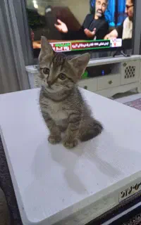 بچه گربه دو ماهه نر