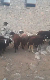 بره نر