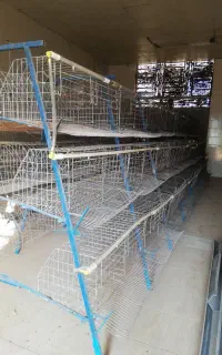 قفس منبری مرغ تخمگذار 500سر مرغ