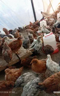 جوجه مرغ دو ماهه