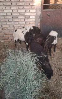 بره
