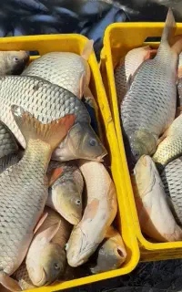 خریدوفروش ماهی کپورامور