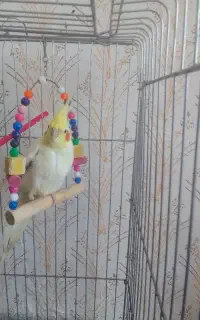 عروس هلندی سخنگو