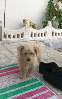 سگ پا کوتاه حرف گوش کن