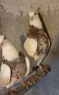 کبوتر یک جفت طوقی خرمایی و فولادی