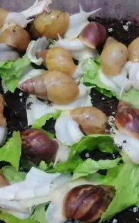 فروش و پرورش حلزون ، سوددهی خوب