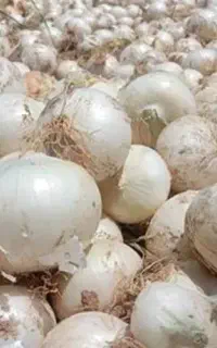 فروش پیاز محلی تازه