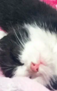 واگذاری گربه