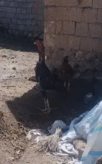 خروس لاری دانگ بالا