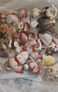 صدف و سنگ مرجانی جزیره کیش