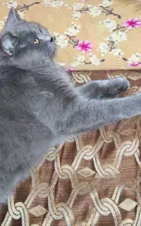 گربه اسکاتیش یکساله ماده عقیم شده