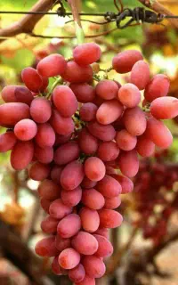 فروش نهال انگور کریسمون مناسب آبمیوه و کشمش