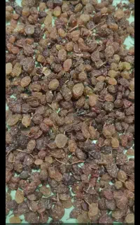 کار در منزل .پاک کردن و فروختن کشمش در منزل.