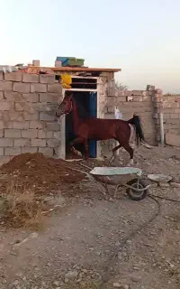 اسب نریان سن 6به7