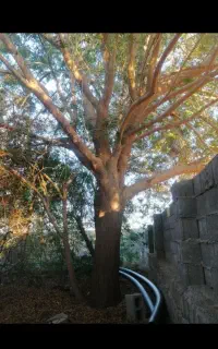 خرید چوب و برش رایگان