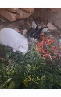 خرگوش نر وماده لوپ