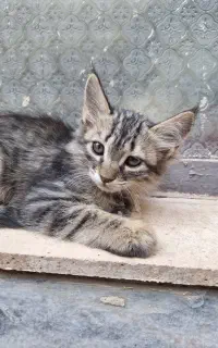 واگذاری بچه گربه