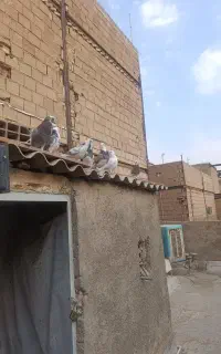 کفتر