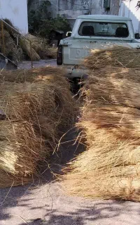 فروش کاه و کلوش برای دام
