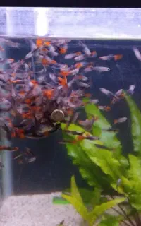 تعدادی ماهی گوپی کوی توکسیدو