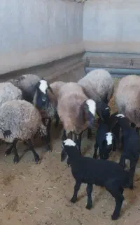 میش شال دقلو تک قلو اصیل شال