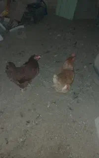 دو عدد مرغ تخم گذار
