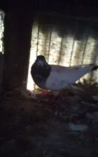 کبوتر