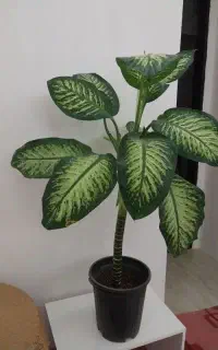 گل طبیعی
