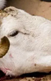 ذبح وقصابی گوسفند در اسرع وقت