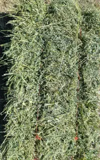 یونجه خورد شده وبسته بندی