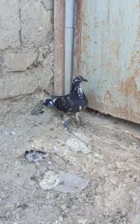 ابلغ جوجه نره صد هیچ پره