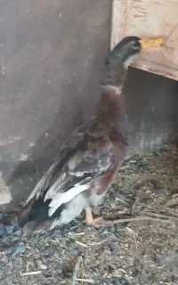 اردک نر بالغ رامهرمز