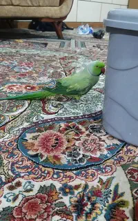 طوطی ملنگو