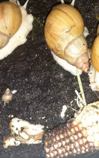 حلزون همه باهم با باکسش