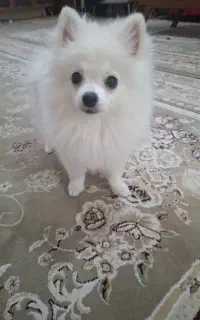 سگ پامر
