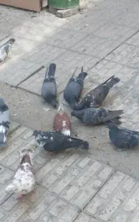 ۲۰تاکفتر